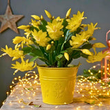 2 Yellow Holiday Cactus Live Plants, Hanging Basket Plant, 5-9 Inch Tall
