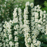 Mock Orange Tree Shrub Plant, 6-10" Potted, Fragrant