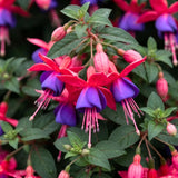 Purple Fuchsia Live Plant, Patio Basket Flower, 4-8 Inch Tall, 5 Inch Pot