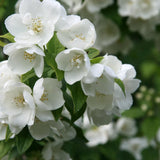 Mock Orange Shrub Plant in Gal Pot, White Fragrant Flowers for Planting