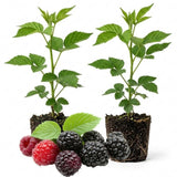 2 Chester BlackBerry Bushes Live Plants, Fruit Plant, 4-7 Inch Tall