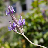 Light Purple Lavender Plant Live, Purple Blooms Flower, 4-6 Inch Tall