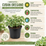 2 Variegated Cuban Oregano Live Plants, Kitchen Herb Plant, 4 Inch Tall
