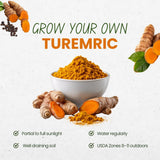 15 Turmeric Roots for Planting, Turmeric Rhizomes, Edible Tropical Herb