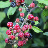 3 Rare BlackBerry Live Plants, Large Berry Fruit Plant, 3-7 Inch Tall