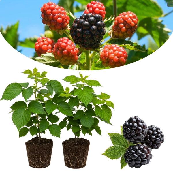 2 Triple Crown Black Berry Plants, Blackberries Bush, 4-6 Inch Tall