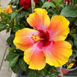 Pack 2 Red Yellow Hibiscus Plant Live 5 to 7 Inc Tall