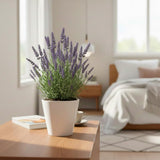 2 Phenominal Lavender Plants, Lavender Plants Live, 4-8 Inch Tall