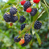 3 Thornless BlackBerry Plants Live, Backyard Berry Plant, 3-7 Inch Tall