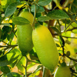 Green Finger Lime Tree Plant Live, 1-2Ft Tall, Fruit Plant, 1 Gallon Potted
