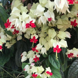 Set 3 White Bleeding Heart Plants Live 4-6 Inch Tall