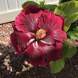 Red Hibiscus Live Plant, Hardy Garden Plant, 5-7 Inch Tall