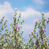 4 Dwarf Texas Salvia Sage Live Bushes, Garden Flower Plant, 4-6 Inch Tall