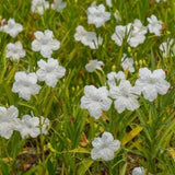 6 White Mexican Petunia Live Plants, Hardy Perennial Flowers, 4-6 Inch Tall