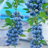 2 Springhigh Blueberry Plant Live, Blueberry Bushes Plant, 4-7 Inch Tall