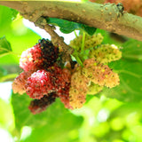 2 Dwarf Everbearing Mulberry Tree Live Plant, Edible Fruit, 6-8" Tall