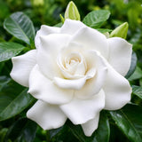 Frostproof Jasmine Plant Live, Fragrant Jasmine Live Plant, 4-8 Inc Tall