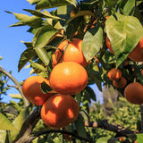 Sweet Satsuma Tree Live Plant, Fruit Plant, 1-2 Ft Tall, 1 Gallon Pot