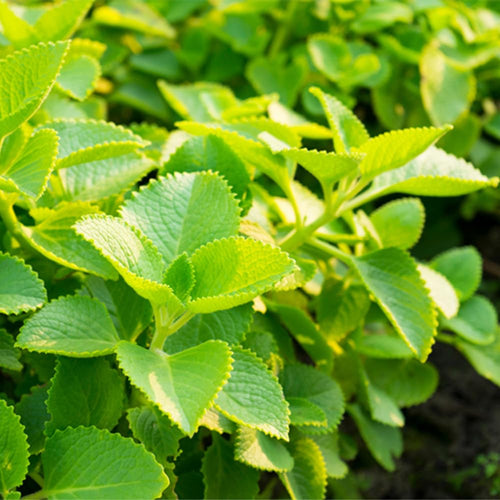 2 Green Cuban Oregano Herb Live Plants, 4 Inch Tall