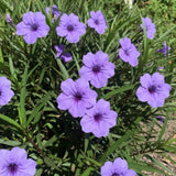 6 Purple Mexican Petunia Plants Live, Perennial Plant, 4-6 Inch Tall