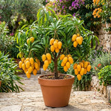 Mango Live Plant, Garden Fruit Tree, 6-10 Inch Tall, 4 Inch Pot