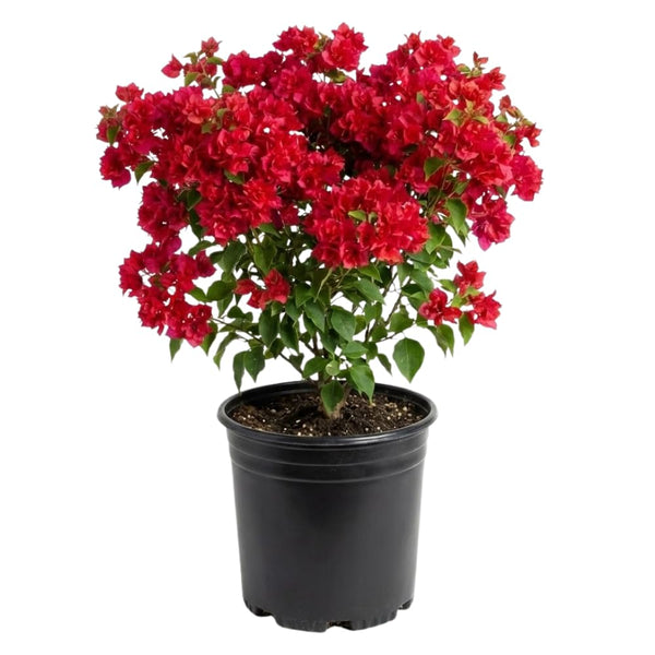 2 Double Red Bougainvillea Live Plants, Outdoor Garden Plant, 4-6 Inch Tall