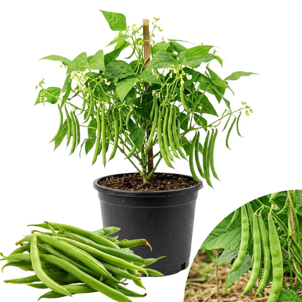 Green Bean Plants Live, Patio Container Plant, 4-6 Inch Tall, 4 Inch Pot