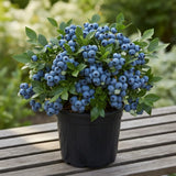 2 Emerald Blueberry Plant Live, Blueberry Bushes Plant, 4-7 Inch Tall