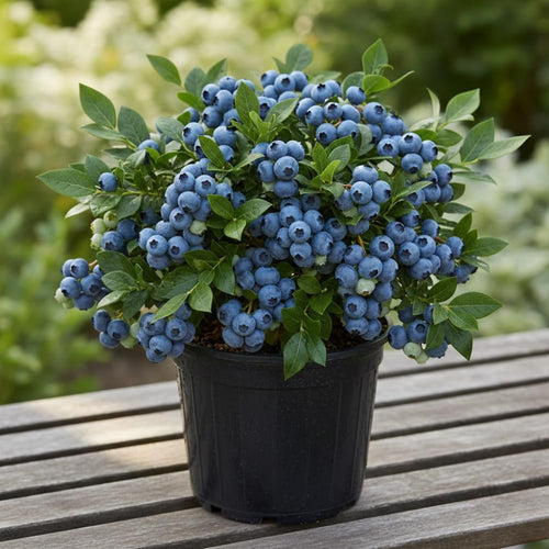 2 Emerald Blueberry Plant Live, Blueberry Bushes Plant, 4-7 Inch Tall