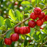Barbados Cherry Live Plant, Sweet Cherry Plant, 4-7 Inch Tall