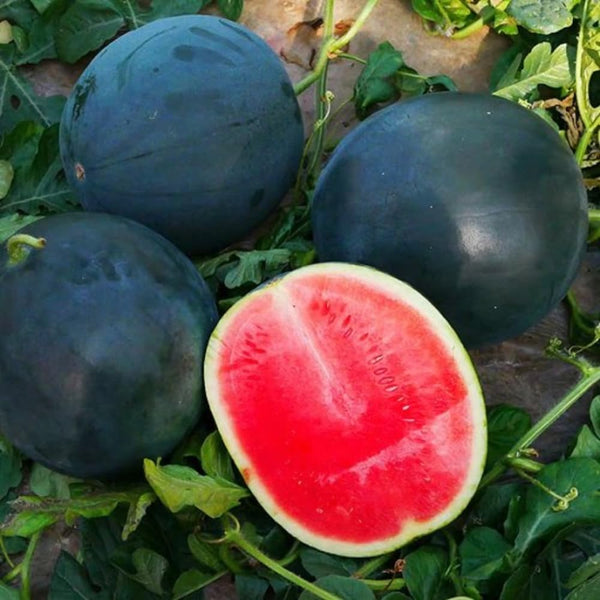 50 Watermelon Live Seeds, Heirloom Garden Seeds