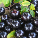 Black Jaboticaba Live Plant, Well-Rooted Fruit Tree, 1 Ft Tall