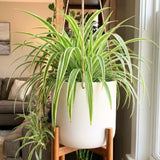 Variegated Spider Live Plant, Spider Indoor Houseplant, 4-6 Inch Tall