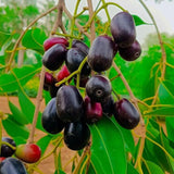 Jamun Plum Plant Live, 4" Pot