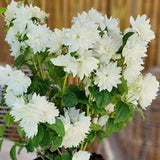 Mock Orange Shrub Plant, 8 Months Old, White Fragrant Flowers for Planting