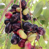 Black Java Plum Live Plant, 4 Inch Pot