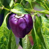 Bell Pepper Plant Live, Pepper Plant, 4-7 Inch Tall, 4 Inch Pot
