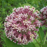 2 Purple Milkweed Live Plants, Asclepias Tuberosa, 4-6 Inch Tall