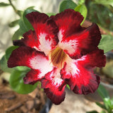 Red Desert Rose Live Plant 4-7 Inches, Colorful Adenium Obesum Succulent Plants for Indoor Outdoor, Hardy, Ready to Grow