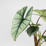 Silver Alocasia Live Plant, Rare Tropical Plant, 2-4 Inch Tall
