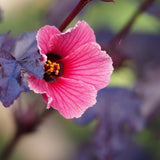 2 Cranberry Hibiscus Plants Live, Home Garden Plant, 4-6 Inch Tall