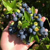 2 Mini Sunshine Blueberry Plant Live, Blueberry Bushes Plant, 4-7 Inch Tall