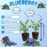 2 Sunshine Blueberry Plant Live, Blueberry Bushes Plant, 4-7 Inch Tall