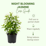 2 Night Blooming Jasmine Plants, Live Starter Plant, 4-6 Inch Tall