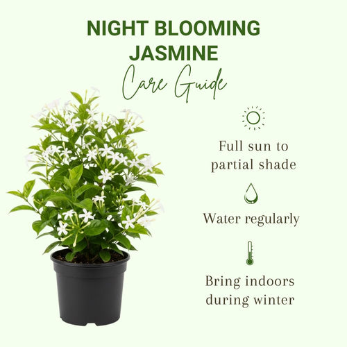2 Night Blooming Jasmine Plants, Live Starter Plant, 4-6 Inch Tall