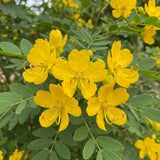 3 Yellow Cassia Live Plants, Cassia Plant Live, 4-6 Inch Tall