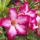 Pink Desert Rose Live Plant, Home Garden Plant, 4-6 Inch Tall
