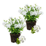 2 White Plumbago Live Plants, Well-Rooted Starter Plant, 4-6 Inch Tall