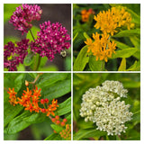 2 Orange Milkweed Live Plants, Perennial Flower Plant, 4-8 Inch Tall
