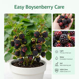 2 Sweet Boysenberry Plants, Starter Plant, 4-6 Inch Tall